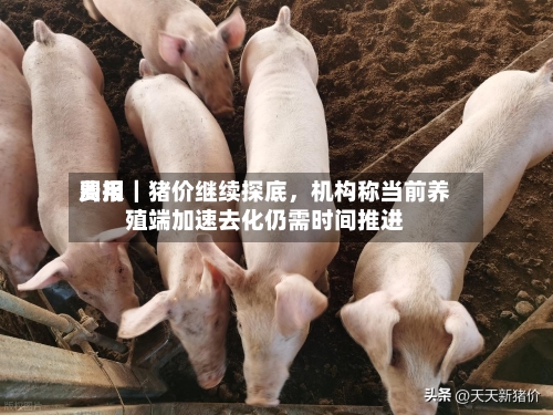 费用周报｜猪价继续探底，机构称当前养殖端加速去化仍需时间推进