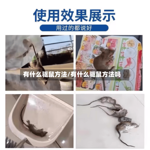 有什么驱鼠方法/有什么驱鼠方法吗