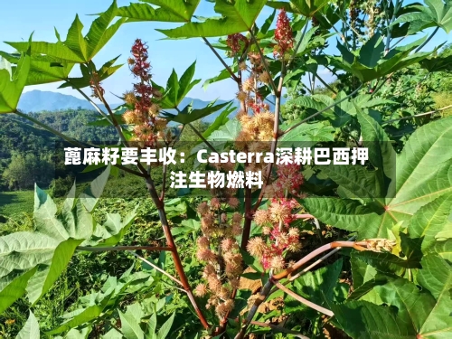 蓖麻籽要丰收：Casterra深耕巴西押注生物燃料-第3张图片