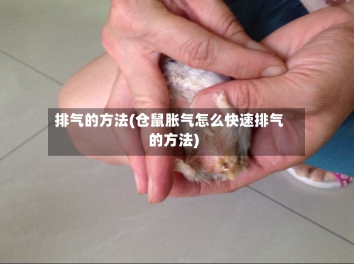排气的方法(仓鼠胀气怎么快速排气的方法)-第2张图片