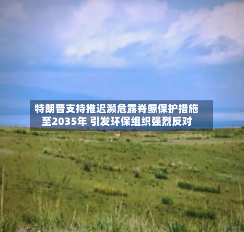 特朗普支持推迟濒危露脊鲸保护措施至2035年 引发环保组织强烈反对