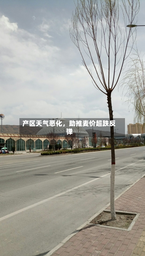 产区天气恶化，助推麦价超跌反弹-第3张图片