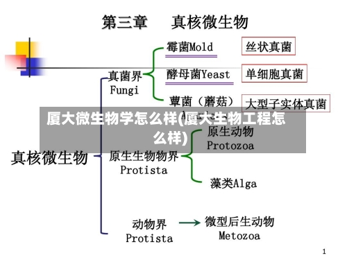 厦大微生物学怎么样(厦大生物工程怎么样)-第1张图片